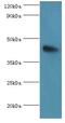 Angiopoietin-related protein 4 antibody, LS-C379457, Lifespan Biosciences, Western Blot image 