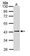 PSAT1 antibody, orb69760, Biorbyt, Western Blot image 