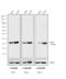 Mouse IgG antibody, SA1-9507, Invitrogen Antibodies, Western Blot image 