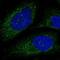 Zebrafish Delta C antibody, NBP1-88214, Novus Biologicals, Immunofluorescence image 
