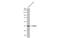 MuRF-1 antibody, GTX135929, GeneTex, Western Blot image 