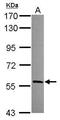 HECA antibody, GTX119157, GeneTex, Western Blot image 
