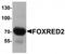 FAD-dependent oxidoreductase domain-containing protein 2 antibody, TA320025, Origene, Western Blot image 