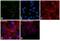 Nramp2 antibody, PA5-35136, Invitrogen Antibodies, Immunofluorescence image 