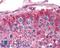 Frizzled Class Receptor 9 antibody, LS-A5097, Lifespan Biosciences, Immunohistochemistry paraffin image 