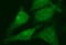 RAB21, Member RAS Oncogene Family antibody, LS-C799449, Lifespan Biosciences, Immunofluorescence image 
