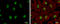 GA Binding Protein Transcription Factor Subunit Alpha antibody, GTX102572, GeneTex, Immunocytochemistry image 