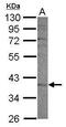 Cytochrome P450 2F1 antibody, PA5-30890, Invitrogen Antibodies, Western Blot image 