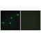 Cell Division Cycle Associated 4 antibody, A13717, Boster Biological Technology, Immunohistochemistry frozen image 