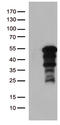 Zinc Finger Protein 2 antibody, CF811017, Origene, Western Blot image 