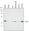 RAS Like Proto-Oncogene A antibody, AF3270, R&D Systems, Western Blot image 