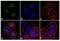 Mitotic checkpoint serine/threonine-protein kinase BUB1 beta antibody, 720297, Invitrogen Antibodies, Immunofluorescence image 