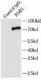 RecQ Mediated Genome Instability 1 antibody, FNab07321, FineTest, Immunoprecipitation image 