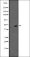 Monoglyceride Lipase antibody, orb337279, Biorbyt, Western Blot image 