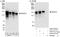 Nuclear Factor Of Activated T Cells 3 antibody, A303-570A, Bethyl Labs, Western Blot image 