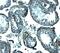 Izumo Sperm-Egg Fusion 1 antibody, NBP2-82097, Novus Biologicals, Immunohistochemistry frozen image 
