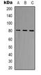 BCL2 Associated Athanogene 3 antibody, LS-C368944, Lifespan Biosciences, Western Blot image 