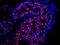 Estrogen Receptor 1 antibody, IHC-00006, Bethyl Labs, Immunofluorescence image 