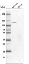 Protein turtle homolog A antibody, NBP1-93676, Novus Biologicals, Western Blot image 