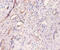 Myosin Light Chain 6 antibody, A53150-100, Epigentek, Immunohistochemistry paraffin image 