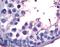 G Protein-Coupled Receptor 149 antibody, LS-A5100, Lifespan Biosciences, Immunohistochemistry frozen image 