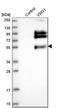 V-Set And Immunoglobulin Domain Containing 1 antibody, HPA001445, Atlas Antibodies, Western Blot image 