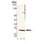 Proteasome subunit alpha type-7 antibody, BML-PW8120-0025, Enzo Life Sciences, Western Blot image 