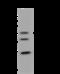 Lipoyl synthase, mitochondrial antibody, 204157-T44, Sino Biological, Western Blot image 
