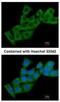 Calcineurin Like EF-Hand Protein 1 antibody, NBP2-53090, Novus Biologicals, Immunocytochemistry image 