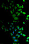 Pregnancy-specific beta-1-glycoprotein 1 antibody, abx004894, Abbexa, Western Blot image 