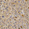 Somatoliberin antibody, LS-C335562, Lifespan Biosciences, Immunohistochemistry paraffin image 