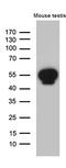 Y-Box Binding Protein 2 antibody, M08610, Boster Biological Technology, Western Blot image 