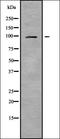Centrosome and spindle pole-associated protein 1 antibody, orb338162, Biorbyt, Western Blot image 