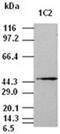 Mitogen-Activated Protein Kinase 8 antibody, ADI-905-862-100, Enzo Life Sciences, Western Blot image 