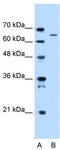 P48998 antibody, TA346741, Origene, Western Blot image 