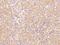 V-Set Immunoregulatory Receptor antibody, 13482-T24, Sino Biological, Immunohistochemistry paraffin image 