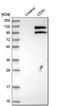 CD93 Molecule antibody, HPA012368, Atlas Antibodies, Western Blot image 