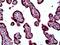 Myosin Binding Protein C, Fast Type antibody, orb94370, Biorbyt, Immunohistochemistry paraffin image 