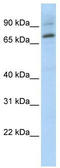 Elf1 antibody, TA330107, Origene, Western Blot image 
