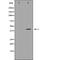 Dual Specificity Phosphatase 1 antibody, orb229244, Biorbyt, Western Blot image 