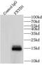 FXYD Domain Containing Ion Transport Regulator 1 antibody, FNab06403, FineTest, Immunoprecipitation image 