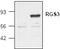 Regulator Of G Protein Signaling 3 antibody, TA318896, Origene, Western Blot image 