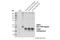 Potassium Voltage-Gated Channel Subfamily J Member 6 antibody, 25797S, Cell Signaling Technology, Western Blot image 