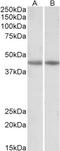 Creatine kinase M-type antibody, TA348989, Origene, Western Blot image 