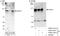 Cyclin-dependent kinase 11 antibody, A300-310A, Bethyl Labs, Western Blot image 