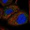 Peroxisome biogenesis factor 1 antibody, PA5-54165, Invitrogen Antibodies, Immunofluorescence image 