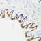 TRNA Methyltransferase 9B (Putative) antibody, LS-C346391, Lifespan Biosciences, Immunohistochemistry frozen image 