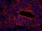 Spectrin alpha chain, brain antibody, IHC-00259, Bethyl Labs, Immunofluorescence image 