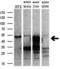 CUGBP Elav-Like Family Member 1 antibody, M02163, Boster Biological Technology, Western Blot image 