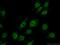 MAGE Family Member A8 antibody, 15045-1-AP, Proteintech Group, Immunofluorescence image 